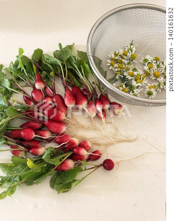 Harvest - Radishes and Chamomile Harvest - Radishes and Chamomile 140161632