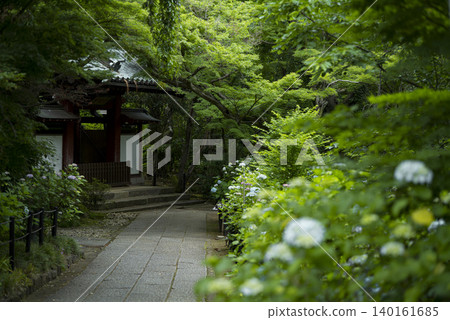 Hondoji Temple during the rainy season, Matsudo City, Chiba Prefecture 140161685