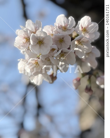 春花、春天、春景 140161711