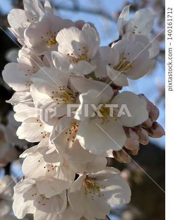 Spring flowers, spring, spring scenery 140161712
