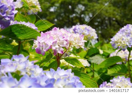 繡球花盛開在雨季的清除 繡球花盛開在雨季的清除 140161717