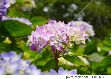 Hydrangea palm bloom with many ornamental flowers fading to light purple Hydrangea palm bloom with many ornamental flowers fading to light purple 140161718