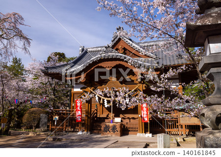 A view of the cherry blossoms and shrine building at Kaiko Shrine, located on the site of the main keep of Komoro Castle, in Komoro City, Nagano Prefecture, where Somei Yoshino cherry trees are in bloom. A view of the cherry blossoms and shrine building at Kaiko Shrine, located on the site of the main keep of Komoro Castle, in Komoro City, Nagano Prefecture, where Somei Yoshino cherry trees are in bloom. 140161845