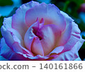 Roses adorn the garden in May. 140161866