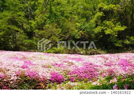 Azaleas blooming in the lush green forest Azaleas blooming in the lush green forest 140161922
