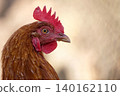 Hen on the farm a portrait 140162110