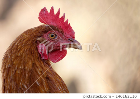 Hen on the farm a portrait Hen on the farm a portrait 140162110