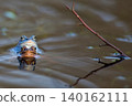 Moor frogs in the water 140162111