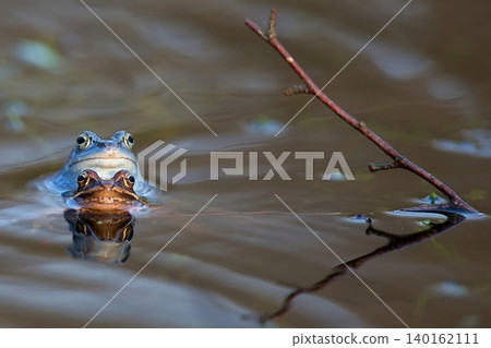 Moor frogs in the water Moor frogs in the water 140162111