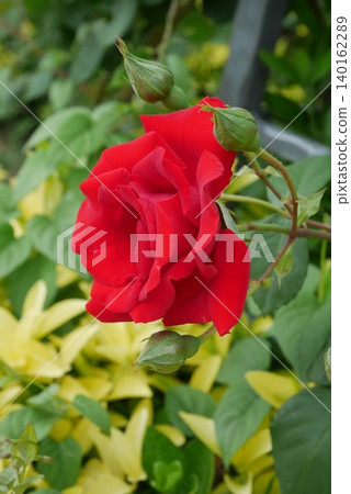 A red rose A red rose 140162289