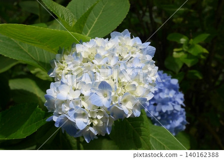 Blue hydrangea Blue hydrangea 140162388