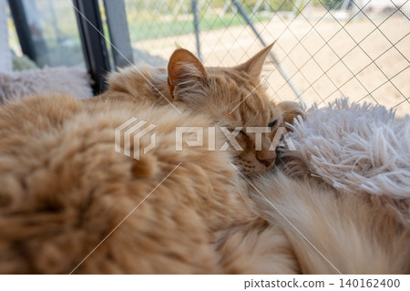 Cat sleeping by the window Tea tabby cat Cat sleeping by the window Tea tabby cat 140162400