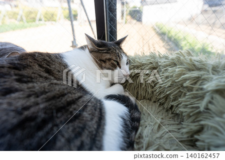 Cute sleeping cat, brown tabby 140162457