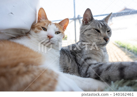 A cat relaxing at the window A cat relaxing at the window 140162461