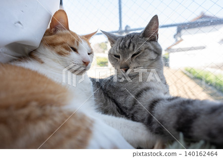 A cat relaxing at the window A cat relaxing at the window 140162464