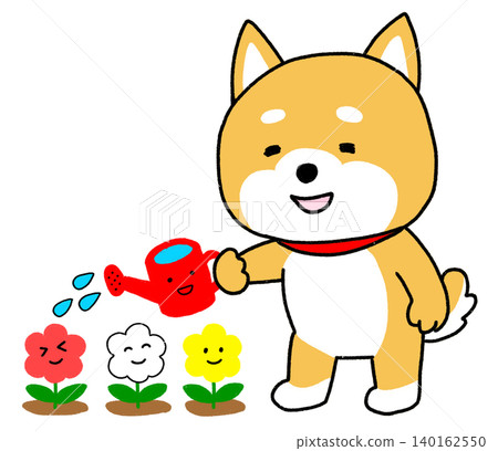 一隻柴犬正用澆水壺為美麗的花朵澆水。 140162550