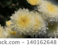 Double small chrysanthemum flower 140162648