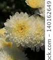 Double small chrysanthemum flower 140162649