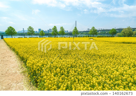 A scenic view of a vibrant rapeseed flower field at Guri Hangang Park on a clear spring day 140162673
