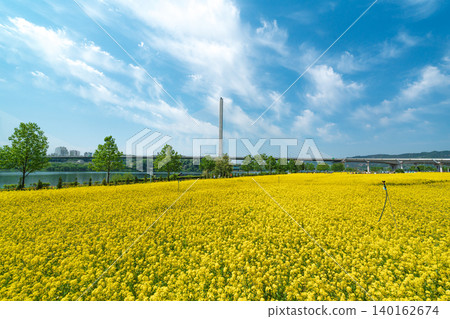 A scenic view of a vibrant rapeseed flower field at Guri Hangang Park on a clear spring day A scenic view of a vibrant rapeseed flower field at Guri Hangang Park on a clear spring day 140162674