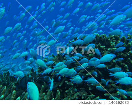 Blue damselfish in coral reefs Blue damselfish in coral reefs 140162683
