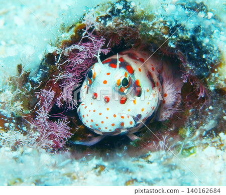 Montuki frogfish Montuki frogfish 140162684