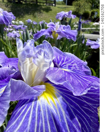 Irises in full bloom (close-up) <Higashi Park (Iris Garden)/Okazaki City, Aichi Prefecture> Irises in full bloom (close-up) <Higashi Park (Iris Garden)/Okazaki City, Aichi Prefecture> 140162708