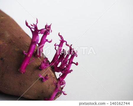 Bright red sweet potato sprouts Bright red sweet potato sprouts 140162744