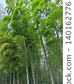  Bamboo grove 140162776