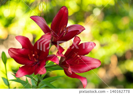 Bright red lilies blooming in the garden in early summer Bright red lilies blooming in the garden in early summer 140162778