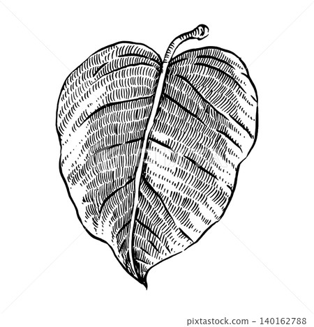 A hand-drawn ink drawing of a hydrangea flower leaf, a botanical illustration of foliage. This leaf illustration is suitable for printing on fabric and paper, design, decor, and pattern making 140162788