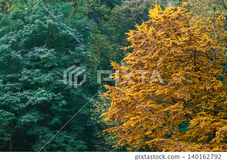 A striking natural scene showcasing the transition of seasons with lush green foliage beside trees adorned in brilliant golden autumn colors A striking natural scene showcasing the transition of seasons with lush green foliage beside trees adorned in brilliant golden autumn colors 140162792