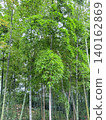 Takebayashi (bamboo grove) 140162869
