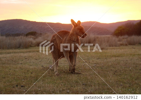 Australian kangaroos appear in the morning sun Australian kangaroos appear in the morning sun 140162912