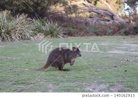 Australian wallaby Australian wallaby 140162913