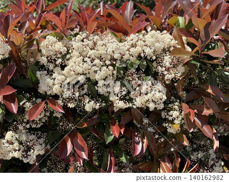 White blossoms and red leaves on a bush create a vibrant natural background White blossoms and red leaves on a bush create a vibrant natural background 140162982