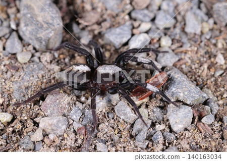 This is a spider, a male *Hinomaru morigumo* (a type of spider). It's about 6-9 mm in size and was found on a park walking path in May. This is a spider, a male *Hinomaru morigumo* (a type of spider). It's about 6-9 mm in size and was found on a park walking path in May. 140163034