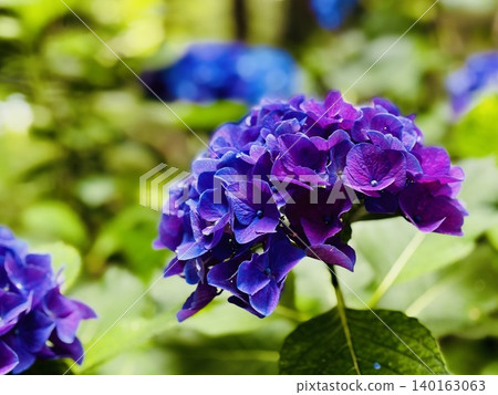 Purple hydrangea 140163063