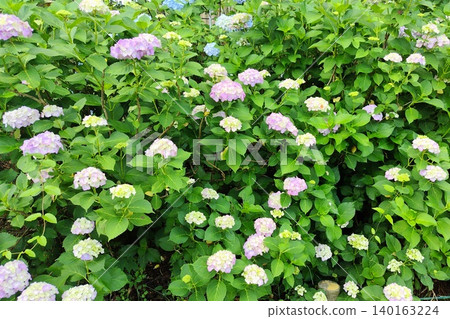 hydrangea   140163224