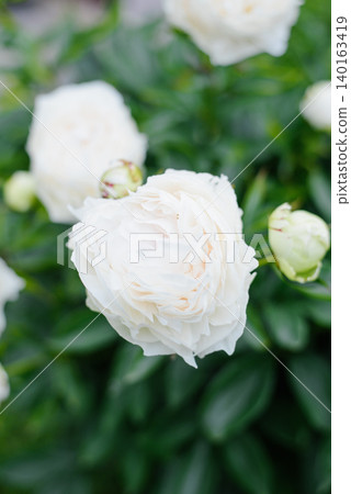 Top View of Creamy White Peony Flowers Top View of Creamy White Peony Flowers 140163419
