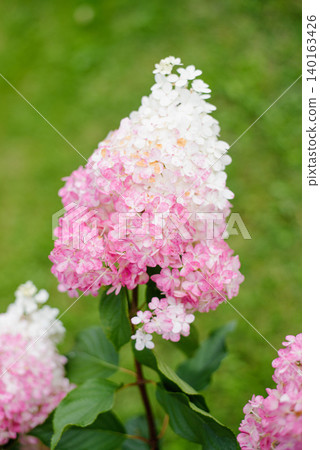 Vanille Fraise Hydrangea Blooming With Gradient Colors Vanille Fraise Hydrangea Blooming With Gradient Colors 140163426