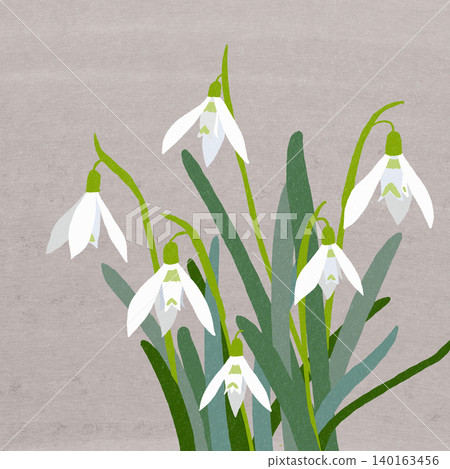 手繪花卉插圖:雪花蓮 手繪花卉插圖:雪花蓮 140163456