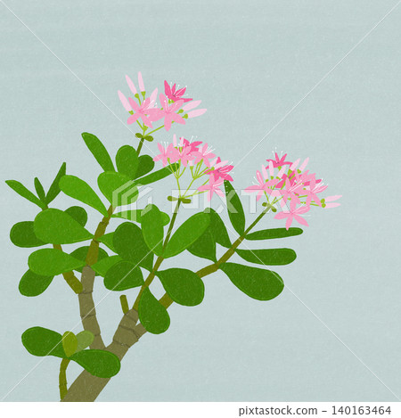 Hand-drawn flower illustration: Crassula Hand-drawn flower illustration: Crassula 140163464
