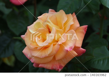 A close-up view of a Mona Lisa rose with green leaves and orange petals. A close-up view of a Mona Lisa rose with green leaves and orange petals. 140163962