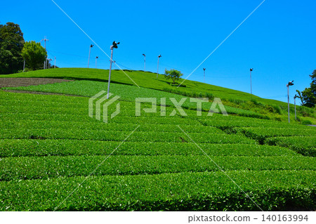Kyoto, Wazuka Tea Village, Tea Plantation Kyoto, Wazuka Tea Village, Tea Plantation 140163994
