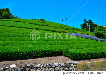 京都,和束茶村,茶園 京都,和束茶村,茶園 140164024