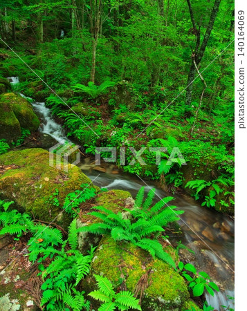 The clear stream flows beside moss-covered rocks in the lush green Tsukechi Gorge. The clear stream flows beside moss-covered rocks in the lush green Tsukechi Gorge. 140164069