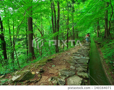 The clear stream flows alongside the walking path in the lush greenery of Tsukechi Gorge. The clear stream flows alongside the walking path in the lush greenery of Tsukechi Gorge. 140164071