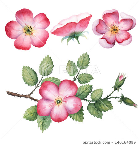 Watercolor rosehip branch set with blooming flowers, leaves and buds. Hand painted isolated on background Watercolor rosehip branch set with blooming flowers, leaves and buds. Hand painted isolated on background 140164099