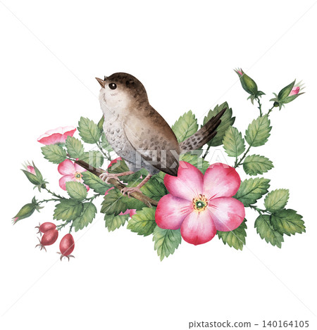 Cute watercolor wren bird perched on a wild rosehip branch with pink blossoms and berries. Hand painted isolated on background Cute watercolor wren bird perched on a wild rosehip branch with pink blossoms and berries. Hand painted isolated on background 140164105